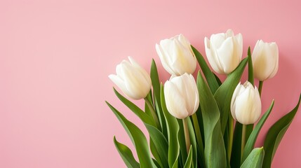Fototapeta premium Tulips on pastel colored background