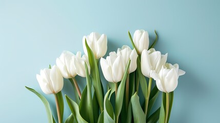 Tulips on pastel colored background