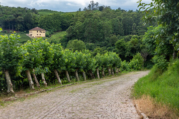 Farm house with vineyards around