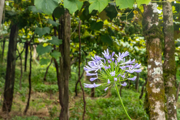 Flowers in Vineyards