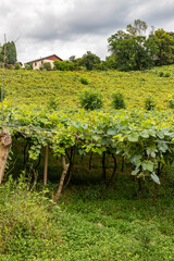 Fototapeta na wymiar Farm house with vineyards around