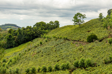 Fototapeta na wymiar Vineyards in a farm with forest