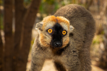 Red-bellied Lemur - Eulemur rubriventer, Cute primate.