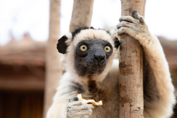 Verreaux's sifaka Madagascar. White sifaka with dark head.