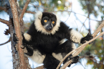 black and white ruffed lemur in its natural habitat, Madagascar