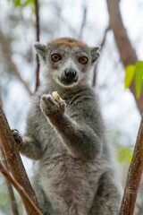 Eulemur coronatus Crowned Lemur close up