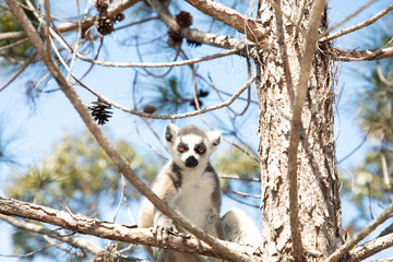 ring-tailed gray lemur in natural environment Madagascar © Elena