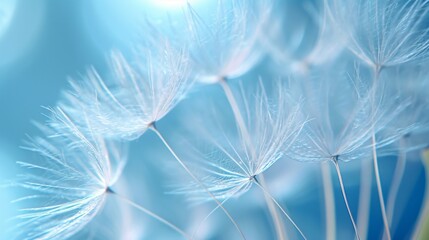 Dandelion fluff with pastel blue color. Abstract background. Concept of delicate beautiful backdrop, serene and calmness, dandelion seeds