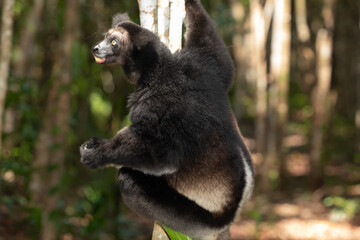Lemur Indri indri, babakoto largest lemur from Madagascar