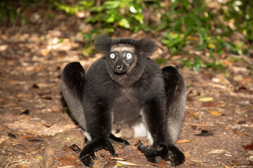 Lemur Indri indri, babakoto largest lemur from Madagascar