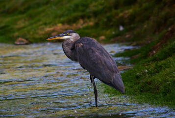 great blue heron in pond