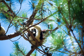 Obraz premium Sifaka on tree.Coquerel's sifaka, Propithecus coquereli