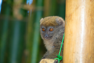 bamboo lemur, Hapalemur simus in Madagascar.