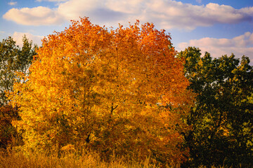 Autumnal Landscape: Orange and Green Trees by a Yellow Dry Grass Field, Blue Sky, and Orange Sunset