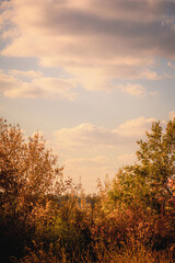 Amber and Emerald Trees by a Yellow Dry Grass Field, Autumn Evening with Blue Sky and Orange Sunset