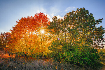 Trees with Orange and Green Foliage near a Yellow Dry Grass Meadow, Autumn Setting with Blue Sky and Orange Sunset