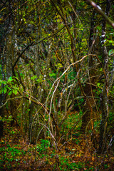 Thin Oak Trees Amongst the Verdant Shades of an Autumn Forest, Embraced by the Tender Sunset Glow