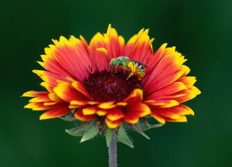 A Bicolored Striped Sweat Bee peppered with pollen crossing the core of a Gaillardia Indian Blanket Flower.