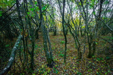 Gentle Oak Trees in the Emerald Hues of an Autumn Forest, Bathed in the Warm Radiance of Sunset