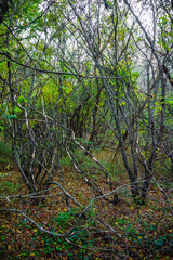 Delicate Oak Trees in a Green Autumn Forest, Bathed in Warm Sunset Light