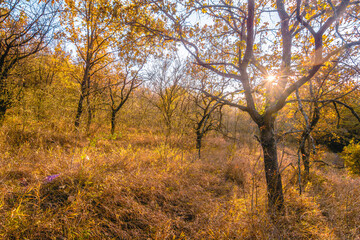 Fototapeta na wymiar Thin oak trees with orange leaves, in the forest, illuminated by the evening sun, in a field with yellow dry grass.