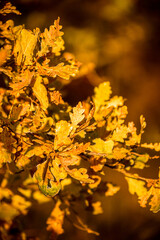 Yellow-orange oak leaves, illuminated by sunlight.