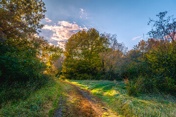 A fork in the dirt road on a small green clearing, surrounded by trees and bushes, against the backdrop of a blue sky and white clouds on the left side