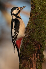 Great spotted woodpecker.