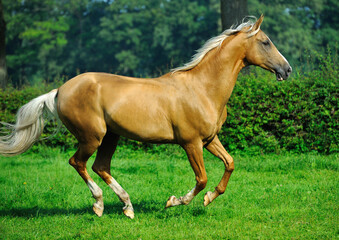 Naklejka na ściany i meble Two golden akhal-teke breed horses running in the park together. Beautiful horses