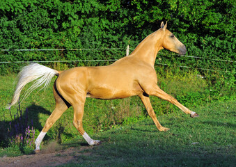 Two golden akhal-teke breed horses running in the park together. Beautiful horses