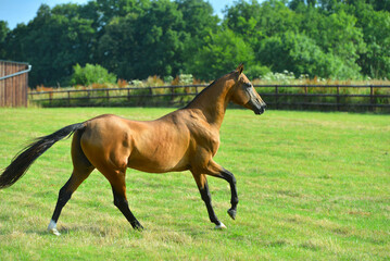 Fototapeta premium Two golden akhal-teke breed horses running in the park together. Beautiful horses