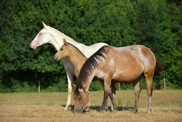 Two palomino akhal teke breed horses running in the park together. Beautiful horses. Portrait. Golden horse. Akhal-teke nice horse. 