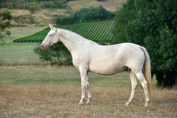 Obraz na płótnie Canvas Two palomino akhal teke breed horses running in the park together. Beautiful horses. Portrait. Golden horse. Akhal-teke nice horse. 