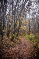 Dirt road in a misty autumn forest, covered with fallen orange leaves from trees, leading deeper into the forest and surrounded by bare trees and green bushes