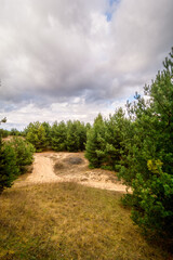 Sandy hills with dry grass and a dirt road, surrounded by lush green coniferous trees, against a backdrop of blue sky and white clouds.