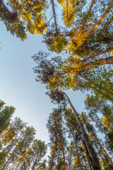 Thin columns of coniferous trees reaching towards the blue sky, bathed in golden light from the morning sun