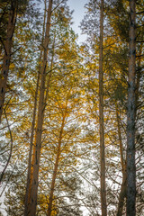 Obraz premium Branches of young coniferous trees against the sky, illuminated by morning sunlight during the golden hour.