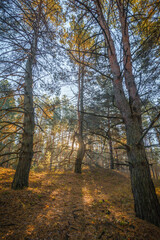 Bent Pine Tree with Dry Branches, Standing on a Hill in a Pine Forest, with Pine Trees in the Foreground and Background, Vertically Framed