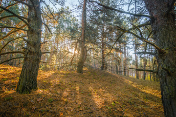 Fototapeta premium Bent Pine Tree with Dry Branches, Standing on a Hill in a Pine Forest, with Pine Trees in the Foreground and Background, Horizontally Framed