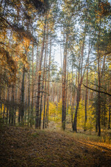Pine Trees in a Clearing of a Pine Forest, Their Tops Dusted with Pine Needles, Captured During a Warm Autumn Sunrise