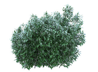  cherry laurel tree isolated,  bushes shrub and small plants 