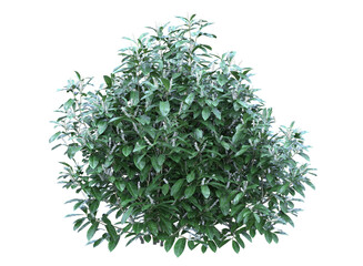  cherry laurel tree isolated,  bushes shrub and small plants 