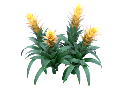 Yellow Guzmania Bromeliads isolated,  bushes shrub and small plants isolated	