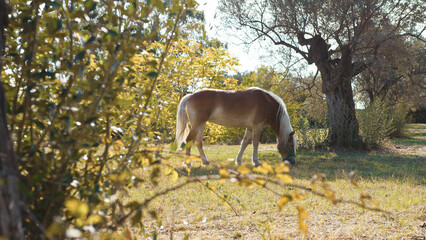 Beautiful brown and blonde horse enjoying his time in a field in Abruzzo 