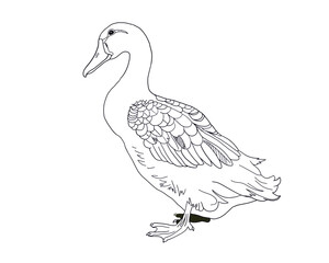 Fototapeta premium Pato es el nombre común para ciertas aves de la familia Anatidae