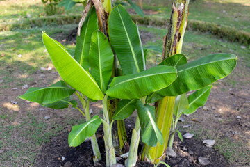 Banana tree in the garden