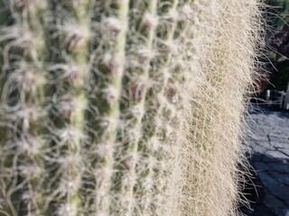 Explore Lanzarote's stunning cactus gardens, where the vibrant hues and varied shapes of these plants create a mesmerizing tapestry of desert life. 