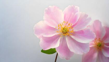 Fototapeta na wymiar Pastel pink flower on white background. Generative AI