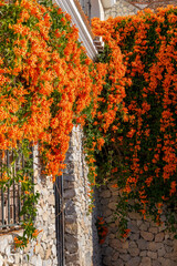 Orange flowers on the streets of the old town of Frigiliana, Spain.