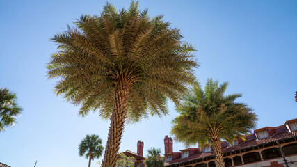 Tall palm trees in the foreground with historic red-tiled building under clear blue sky.